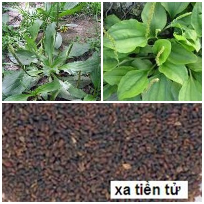 hat ma de bai thuoc tri gan than