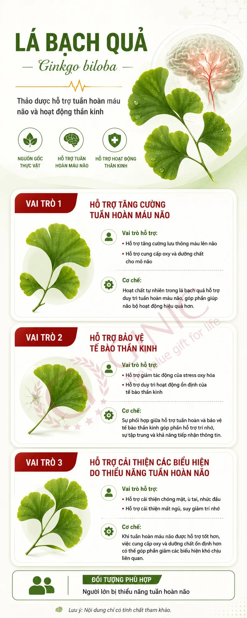 [INFOGRAPHIC] Lá Bạch quả Ginkgo biloba: Dược liệu hỗ trợ tuần hoàn máu não và hoạt động thần kinh