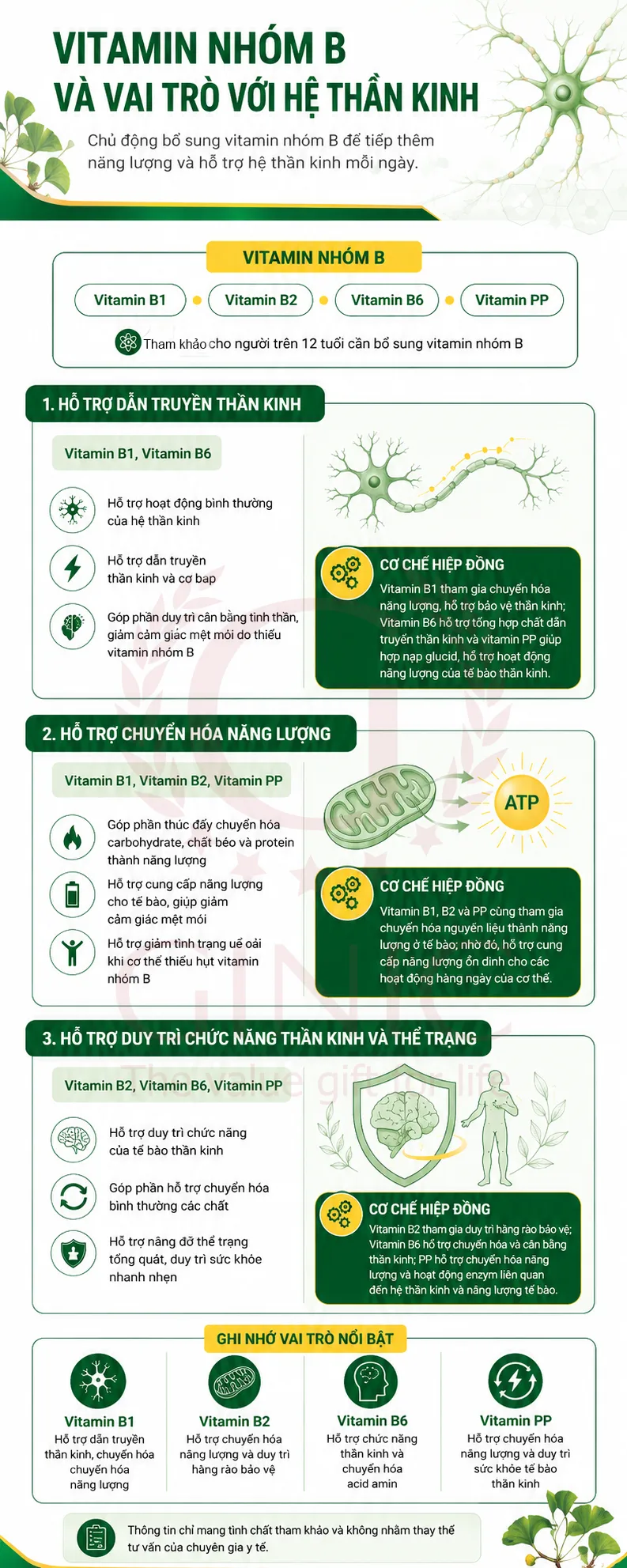 [INFOGRAPHIC] Vitamin nhóm B và vai trò hỗ trợ hệ thần kinh