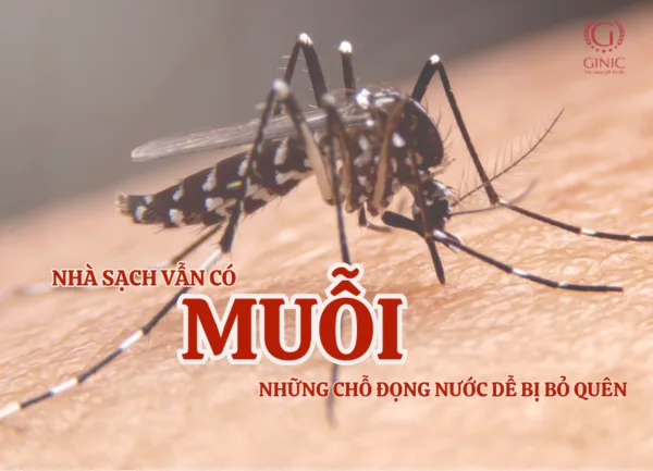 Nhà sạch vẫn có muỗi: Những chỗ đọng nước dễ bị bỏ quên
